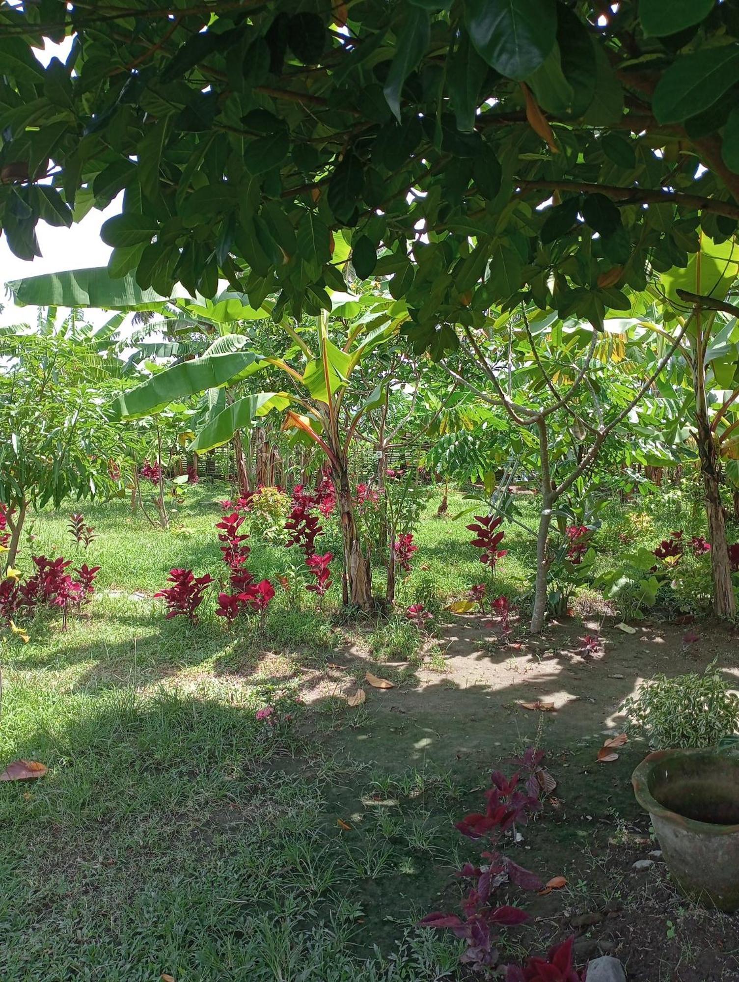 The Daun Puntik Homestay Pemenang Eksteriør billede