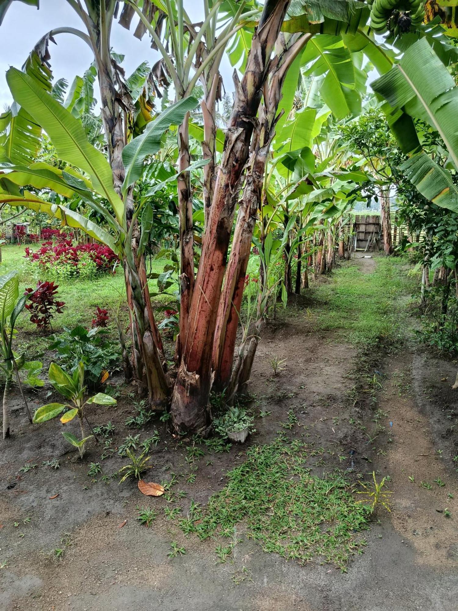 The Daun Puntik Homestay Pemenang Eksteriør billede
